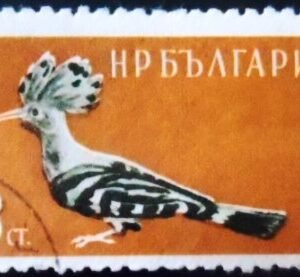 Selo postal da Bulgária de 1959 Eurasian Hoopoe NCC