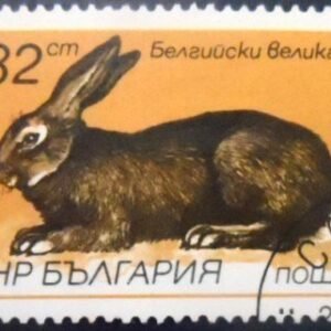 Selo postal da Bulgária de 1986 Belgian Giant NCC