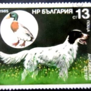Selo postal da Bulgária de 1985 English Setter and Mallard Anas U