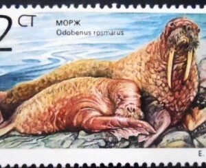 Selo postal da Bulgária de 1991 Walrus N