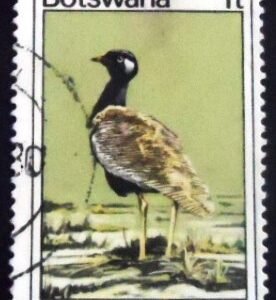 Selo postal de Botswana de 1978 Northern Black Korhaan U