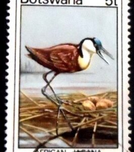 Selo postal de Botswana de 1978 African Jacana U