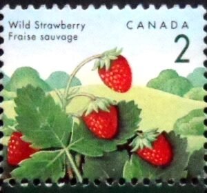 Selo postal do Canadá de 1992 Wild Strawberry N