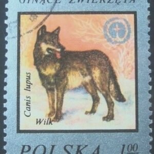 Selo postal da Polônia de 1977 Wolf Canis Lupus