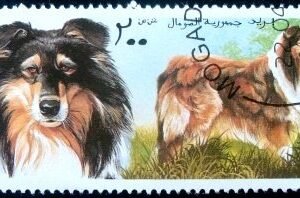 Selo postal da Somália de 1997 Rough Collie