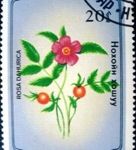 Selo postal da Mongólia de 1985 Rosa dahurica