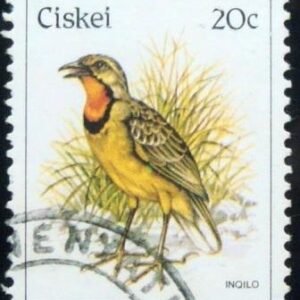 Selo postal do Ciskei de 1981 Cape Longclaw