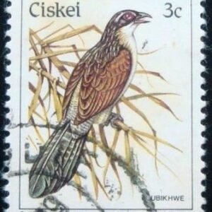 Selo postal do Ciskei de 1981 White-browed Coucal