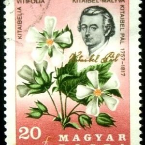 Selo postal da Hungria de 1967 Pr. Pál Kitaibel & Cedar Cup