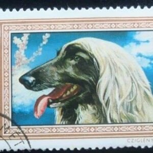 Selo postal da Hungria de 1972 Afghan Hound