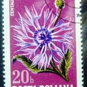 Selo postal da Romênia de 1974 Plume Knapweed