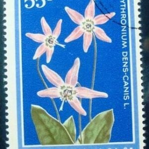 Selo postal da Romênia de 1979 Dog's Tooth Violet