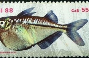 Selo postal do Brasil de 1988 Borboleta