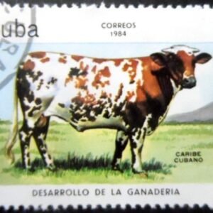 Selo postal de Cuba de 1984 Caribbean Cattle