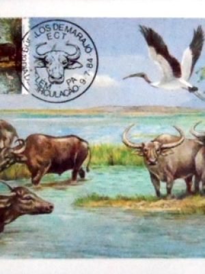 Máximo Postal nº 103A de 1984 Búfalo Carabao PA 30088