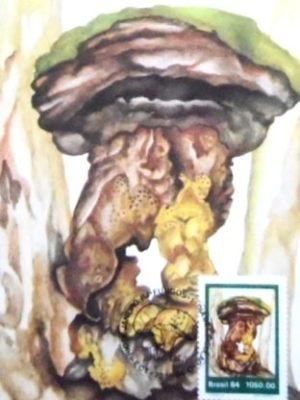 Máximo Postal nº 105 de 1984 Calvatia-sp RJ 7572