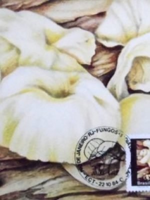Máximo postal nº 106 de 1984 Pleurotus sp. RJ 9104