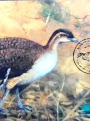 Máximo postal oficial nº 193 de 1995 Macuco Al 10269