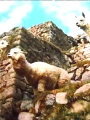 Cartão postal do Peru de 1971 Lhamas e Alpacas