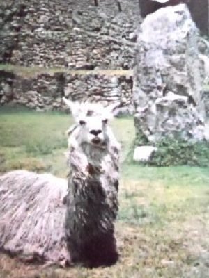 Cartão postal do Peru de 1977 Machu Picchu