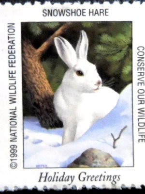 Selo postal Cinderela dos Estados unidos de 1999 Snowshoe Hare N