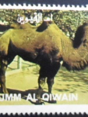 Selo postal de Umm Al Quivain de 1972 Bactrian Camel NCC