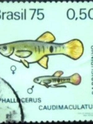 Selo postal do Brasil de 1975 Barrigudinho U