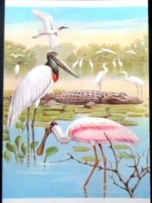 Cartão postal do Brasil de 1984 Jaburu e Jacaré