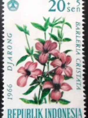 Philippine Violet (Barleria cristata)