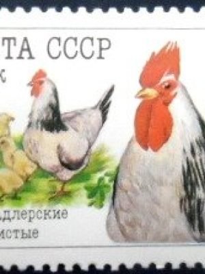 Selo postal da União Soviética de 1990 Chicken M