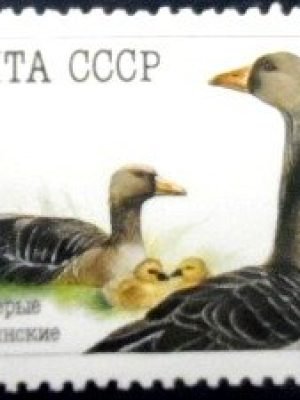 Selo postal da União Soviética de 1990 Greylag Goose M