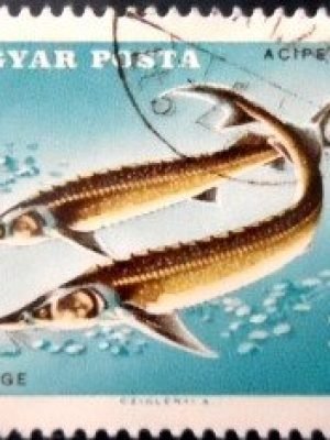 Selo postal da Hungria de 1967 Sterlet MCC A