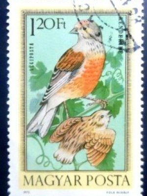 Selo postal da Hungria de 1973 Common Linnet MCC A