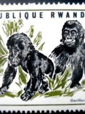 Selo postal da Ruanda de 1970 Mountain Gorilla n a