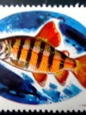 Selo postal da Ruanda de 1973 Six-banded Distichodu M A