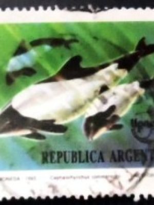 Selo postal da Argentina de 1993 Commerson's Dolphin U