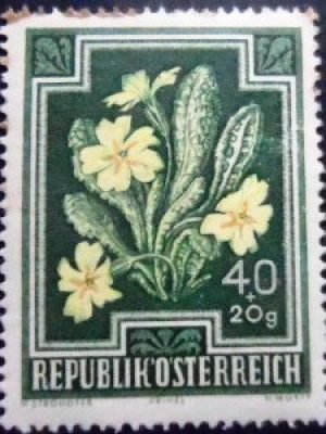 Selo postal da Áustria de 1948 Primrose N