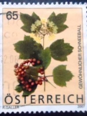 Selo postal da Áustria de 2007 Guelder Rose U