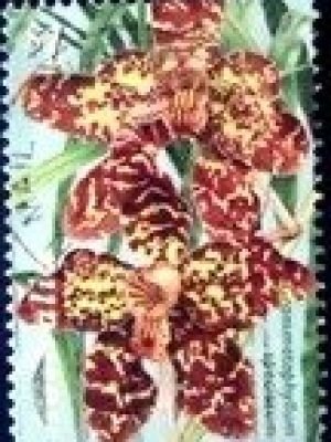 Selo postal da AUstrália de 1998 Grammatophyllum speciosum U