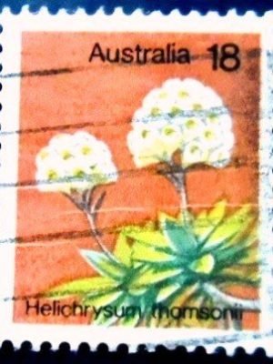 Selo postal da Austrália de 1975 Helichrysum thomsonii U