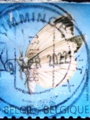 Selo postal da Bélgica de 2012 Large White U Do