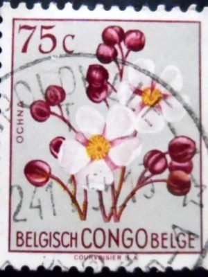 Selo postal do Congo Belga de 1952 Ochna sp. U