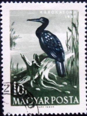 Selo postal da Hungria de 1959 Great Cormorant NCC