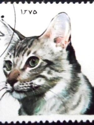 Selo postal do Afeganistão de 1997 Oriental Shorthair NCC