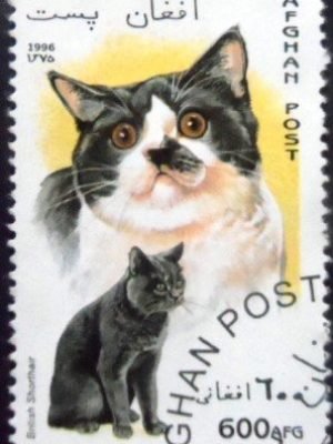 Selo postal do Afeganistão de 1996 British Shorthair NCC