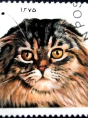 Selo postal do Afeganistão de 1997 Scottish Fold NCC