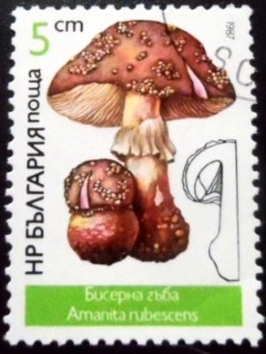 Selo postal da Bulgária de 1987 Amanita rubescens MCC