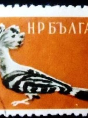 Selo postal da Bulgária de 1959 Eurasian Hoopoe U