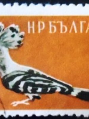 Selo postal da Bulgária de 1959 Eurasian Hoopoe NCC