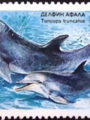 Selo postal da Bulgária de 1991 Common Bottlenose Dolphin N